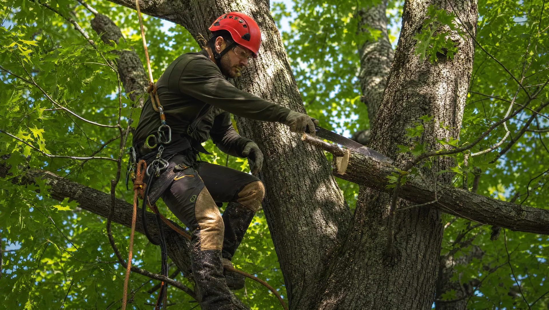 ISA-certified arborist roped into the canopy of a mature oak tree, making a careful selective pruning cut with a hand saw